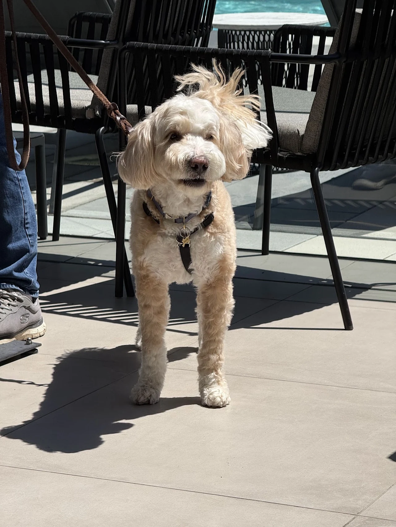 A small cream-colored dog on a leash among patio chairs in bright sunlight