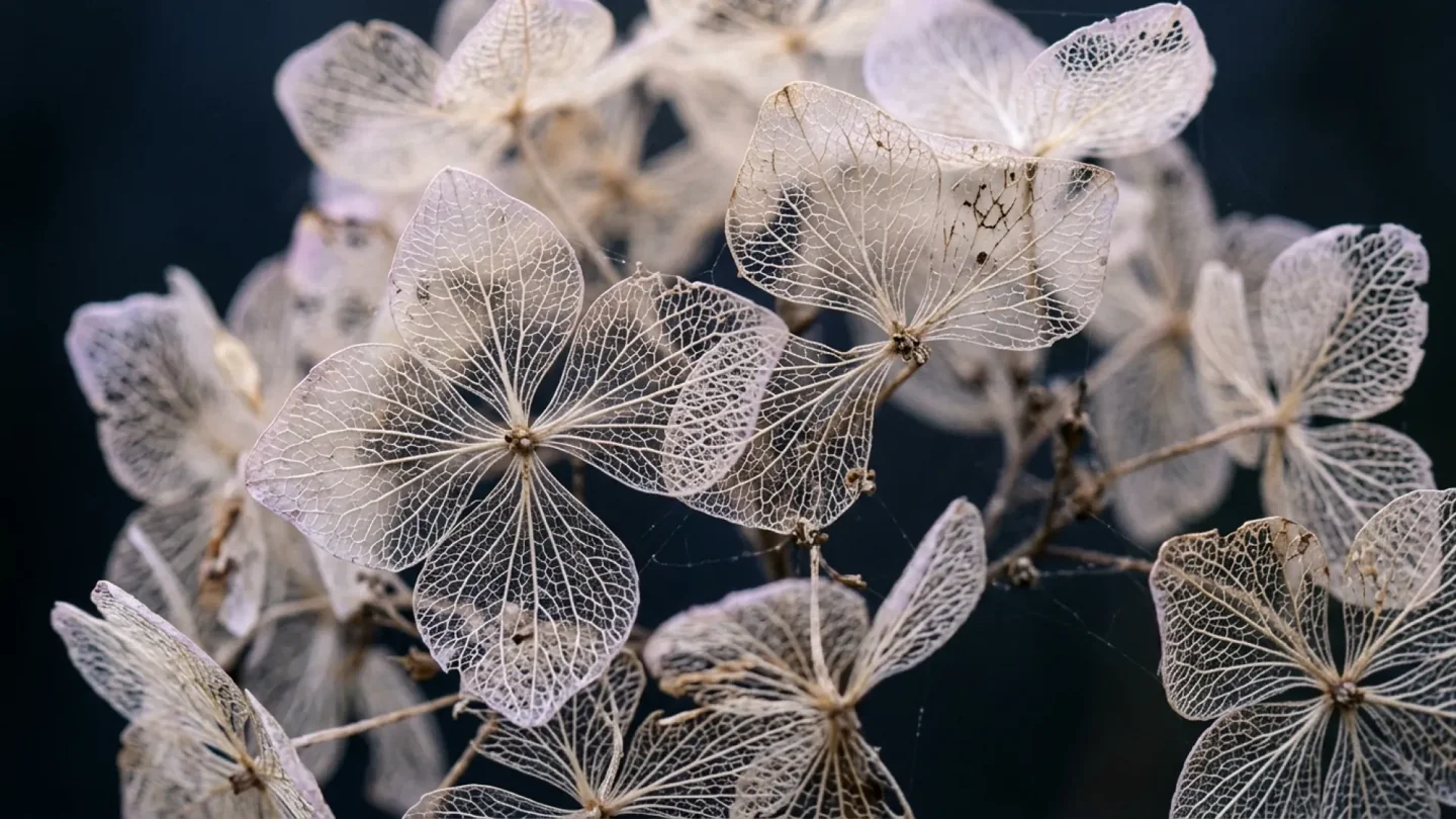 Official Nano Banana 2.1 macro image of delicate dried hydrangea flowers against a dark background